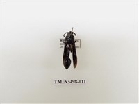 藏品(蘭嶼虎蜾蠃)的圖片